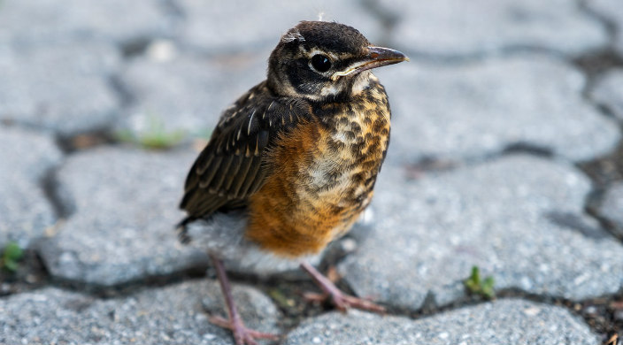 Small brown bird standing on grey stone